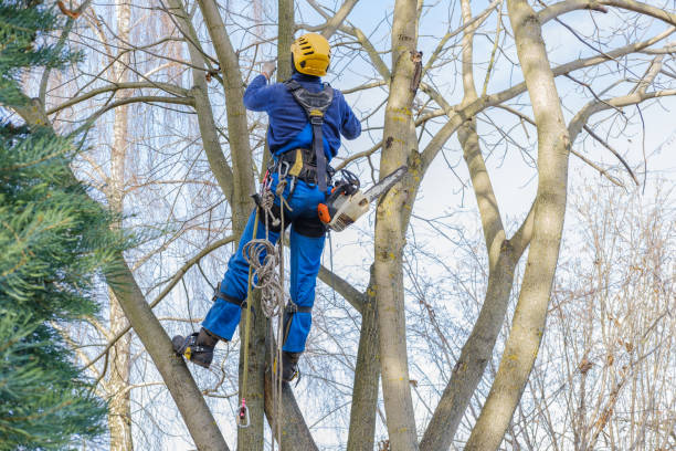 Best Aeration Services  in Moxee, WA