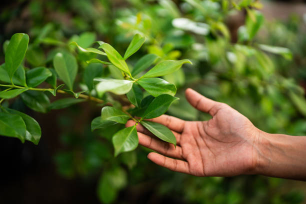 Best Tree Disease Treatment  in Moxee, WA